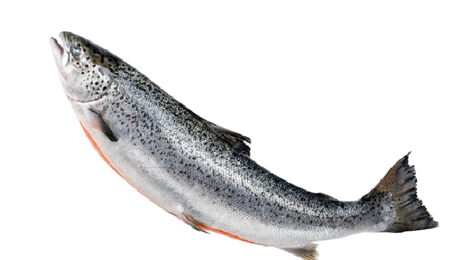 Foto: Ilustrasi ikan salmon. (Dokumentasi Transmart)