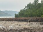 Lokasi dugaan penebangan tanaman mangrove di Desa Pinabung, Kabupaten Kepulauan Anambas. Foto: Dok Polres Kepulauan Anambas