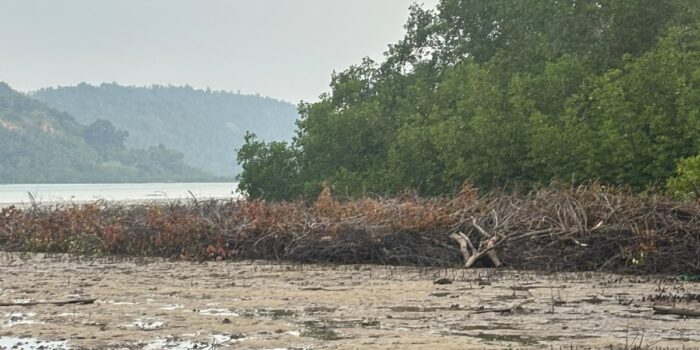 Lokasi dugaan penebangan tanaman mangrove di Desa Pinabung, Kabupaten Kepulauan Anambas. Foto: Dok Polres Kepulauan Anambas