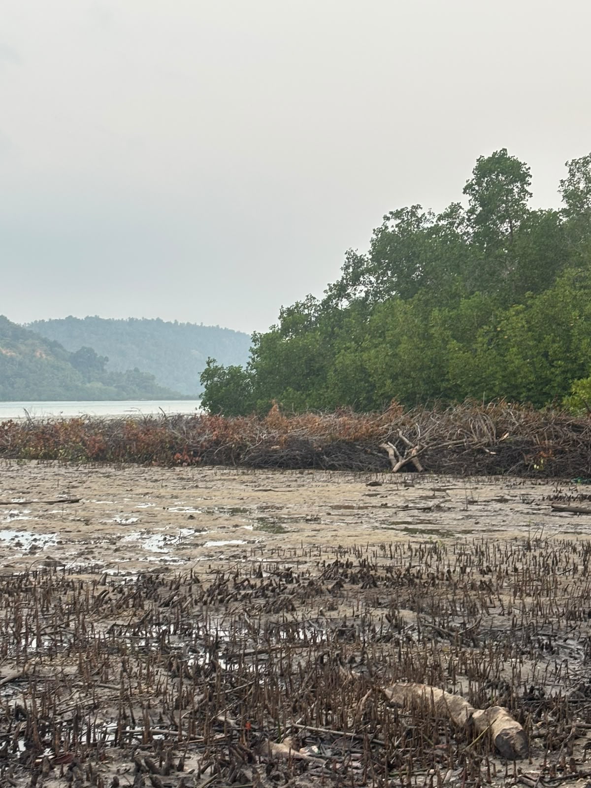 Lokasi dugaan penebangan tanaman mangrove di Desa Pinabung, Kabupaten Kepulauan Anambas. Foto: Dok Polres Kepulauan Anambas